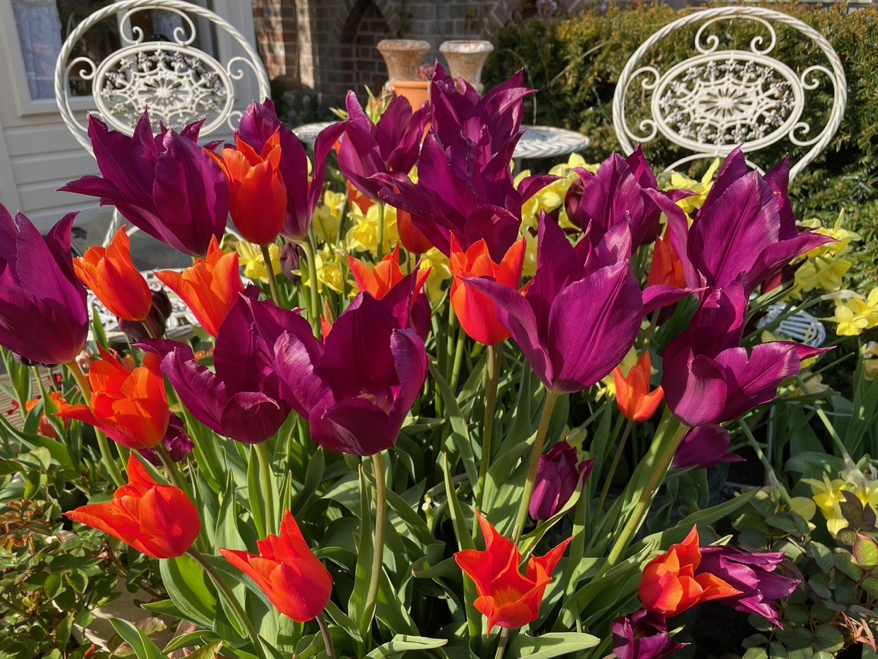 Spring flowers in the garden