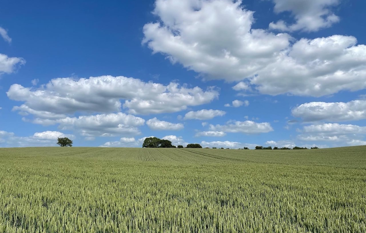 suffolk landscape wheat field