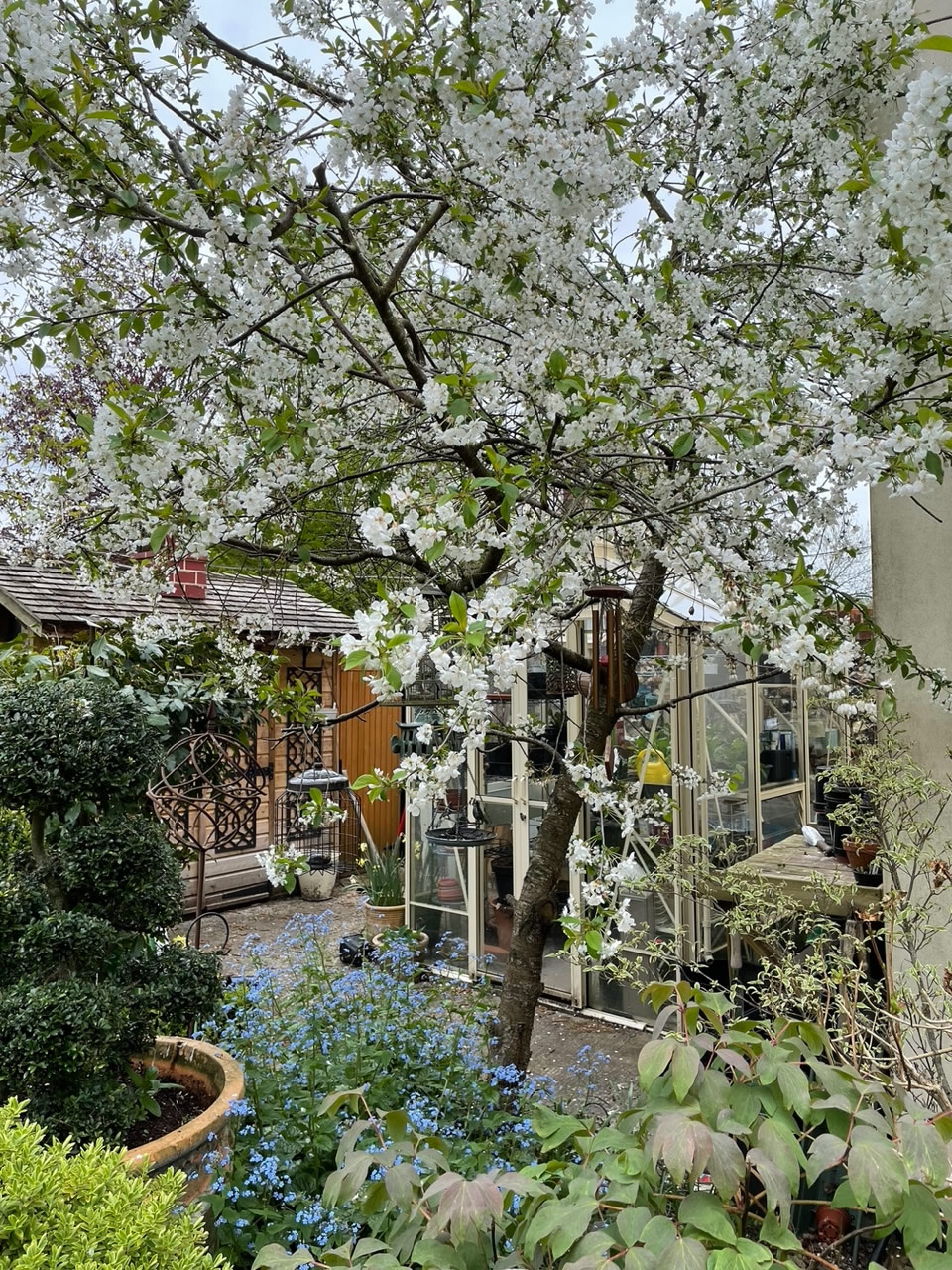 Spring blossom in the courtyard