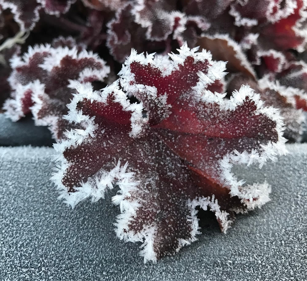Frost on a red leaf