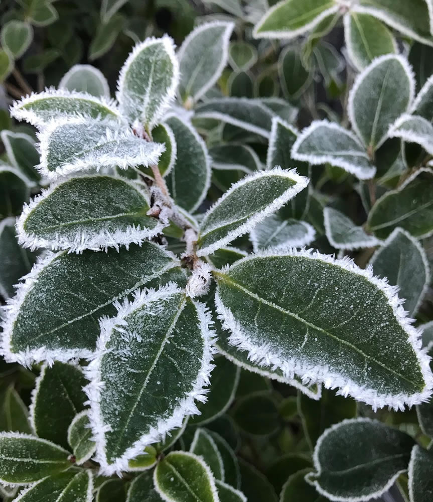 frost on green leaves