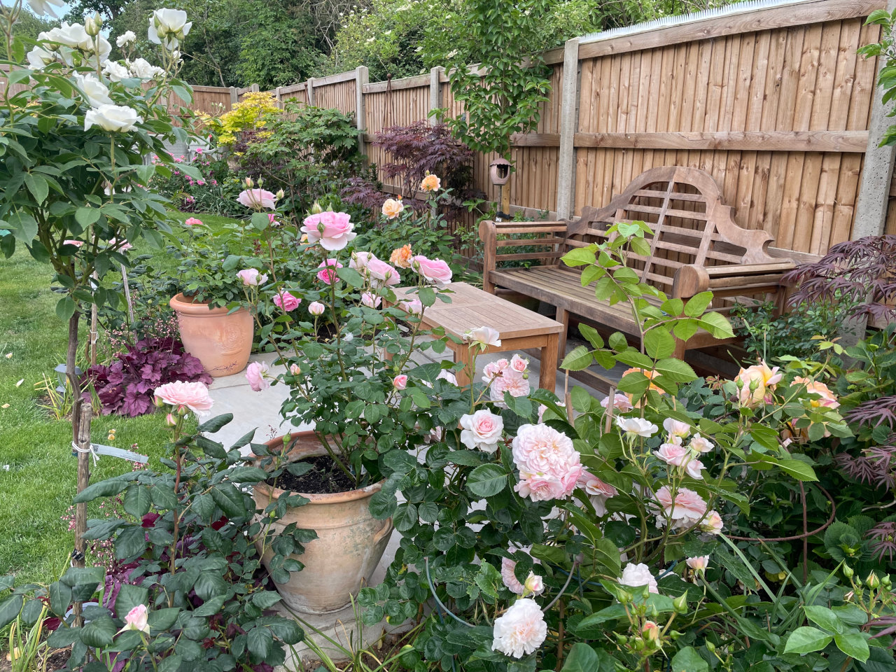 Summer in the Garden